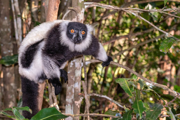 Black-and-white ruffed lemur, Varecia variegata, in its natural environment in Madagascar
