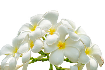 Obraz premium White plumeria flowers on isolated white background.
