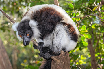 Black-and-white ruffed lemur, Varecia variegata, in its natural environment in Madagascar