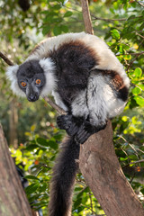 Black-and-white ruffed lemur, Varecia variegata, in its natural environment in Madagascar