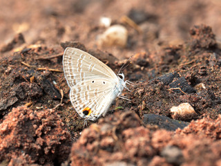 butterfly on soil.