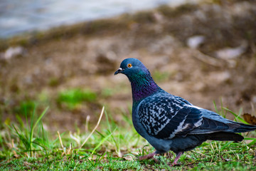 Obraz premium Beautiful and colorful dove. Blue bird of the pigeon family. Walks in the spring through the woods on the ground and grass in the light of a Sunny sunset.
