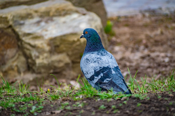 Beautiful and colorful dove. Blue bird of the pigeon family. Walks in the spring through the woods on the ground and grass in the light of a Sunny sunset.