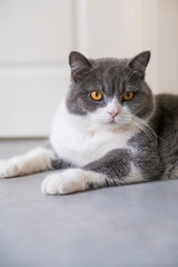 Cute British short-haired cat, indoor shooting