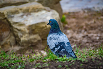 Beautiful and colorful dove. Blue bird of the pigeon family. Walks in the spring through the woods on the ground and grass in the light of a Sunny sunset.