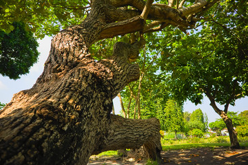 Large tree trunk in lush green forest on a clear sunny day with bright sunlight