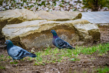 Beautiful and colorful dove. Blue bird of the pigeon family. Walks in the spring through the woods on the ground and grass in the light of a Sunny sunset.