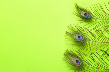 Bright peacock feathers on color background