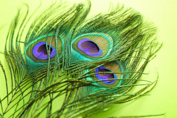 Obraz premium Bright peacock feathers on color background