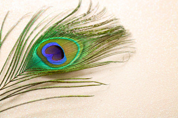 Bright peacock feather on light background