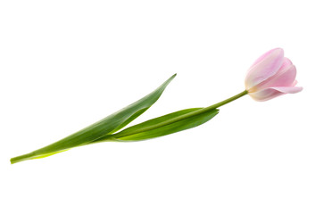 Beautiful tulip flower on white background