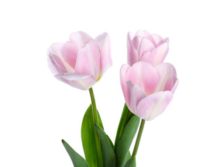 Beautiful tulip flowers on white background