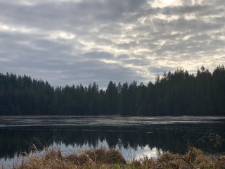 foggy morning in the forest