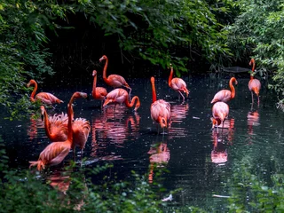 Gardinen Pink flamingo in a pond © Sergio Pazzano