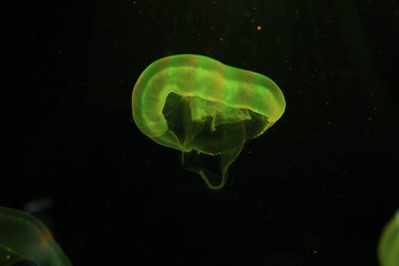 Green jellyfish floating on dark background