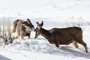 Mule deer family in snow