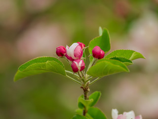 Close up branch with blossoms of apple tree blossoming in spring