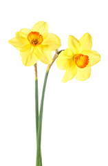 Naklejka na ściany i meble Yellow daffodil isolated on a white background. Narcissus flowers.