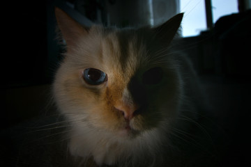 cat with blue eyes