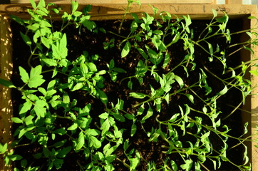 sprout