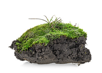 Green moss isolated on a white baсkground