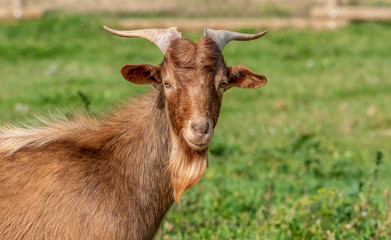 Portrait of goat in the field at sunrise