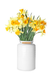 Vase with beautiful daffodils on white background