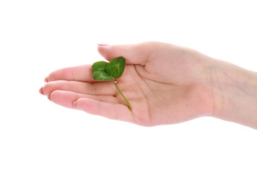 Female hand with fresh green clover on white background