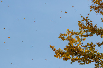 Leaves