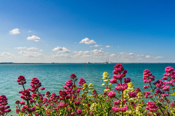 Wild Red Valerian flowers (Centranthus ruber) blooming at the Irish Sea shore on a summer day with...
