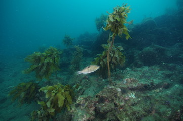 Fototapeta na wymiar Spotted wrasse Notolabrus celidotus swimming among scarce brown seaweeds above rugged rocky terrain.