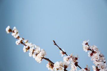 Beautiful blossoming branches on color background