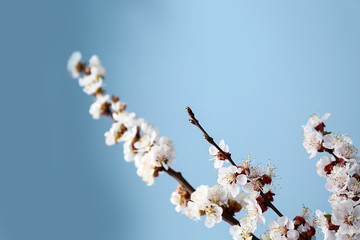 Beautiful blossoming branches on color background