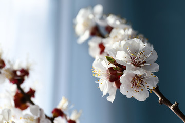 Beautiful blossoming branch on color background, closeup