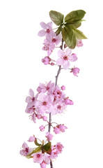 Naklejka na ściany i meble Beautiful blossoming branch on white background