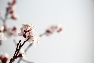 Beautiful blossoming branch on light background
