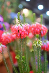 Macro view of beautiful colorful cute clear crystal red Japanese style flower in full blossom