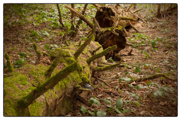 Old trees stem covered with green moss in the forest in early spring