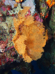 The amazing and mysterious underwater world of Indonesia, North Sulawesi, Bunaken Island, gorgonian coral