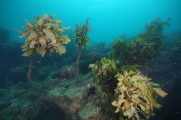 Rugged underwater rocky reef with deteriorating forest of brown stalked kelp Ecklonia radiata.