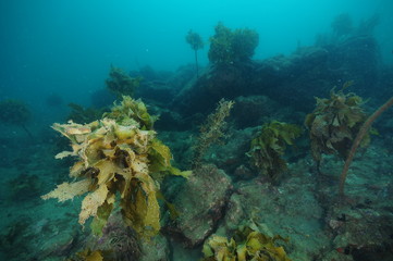 Rugged underwater terrain with boulders and with deteriorating forest of brown seaweeds.