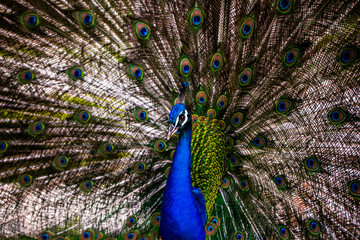 Obraz premium Peacock