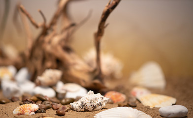 Pastel composition of sea sand, shells, stones and snags with a gentle and light bokeh  
