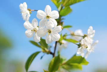 Obraz na płótnie Canvas branch with beautiful white cherry flowers. Beautiful nature scene with spring blooming tree. Spring seasonal blooming apple tree with blurred background. Springtime gentle flower and leaves 