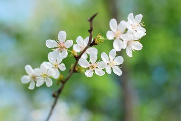 branch with beautiful white cherry flowers. Beautiful nature scene with spring blooming tree. Spring seasonal blooming apple tree with blurred background. Springtime gentle flower and leaves 
