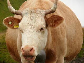 Close up of a light brown haired cow. Beautiful cow in a photograph taken in front.