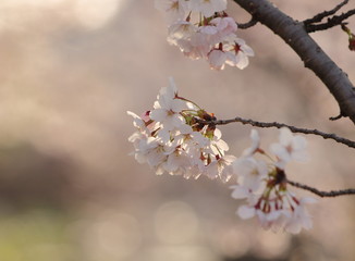 美しく咲く桜