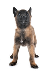 puppy malinois in studio