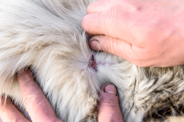 Human looking for mites in dogs.