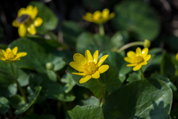 Bright yellow flowers bloom in spring.